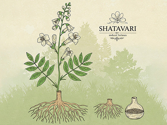 Shatavari for Women: Your Path to Hormonal Balance & Well-being at Every Life Stage