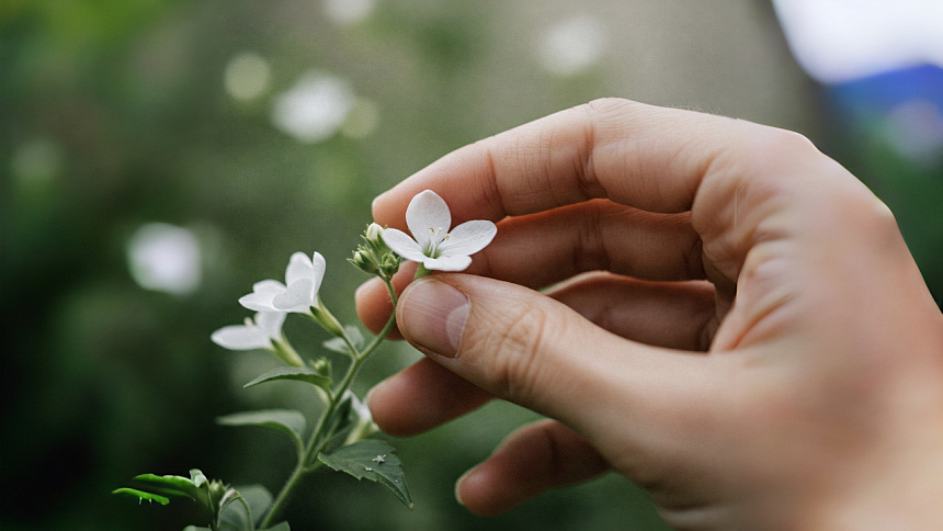 flower in hand photo