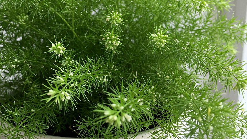 how shatavari grows photo