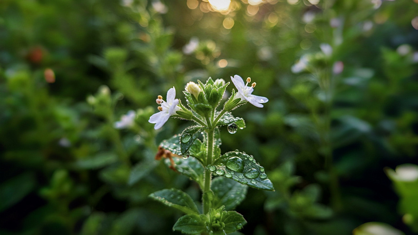 Brahmi photo