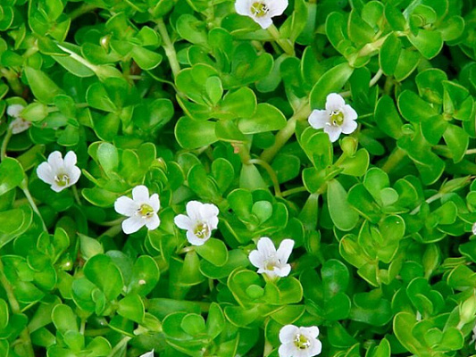 7 Proven Benefits of Brahmi (Bacopa Monnieri) for Mind