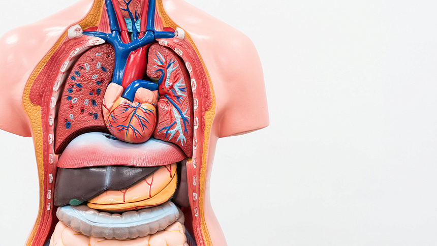 Human organs photo