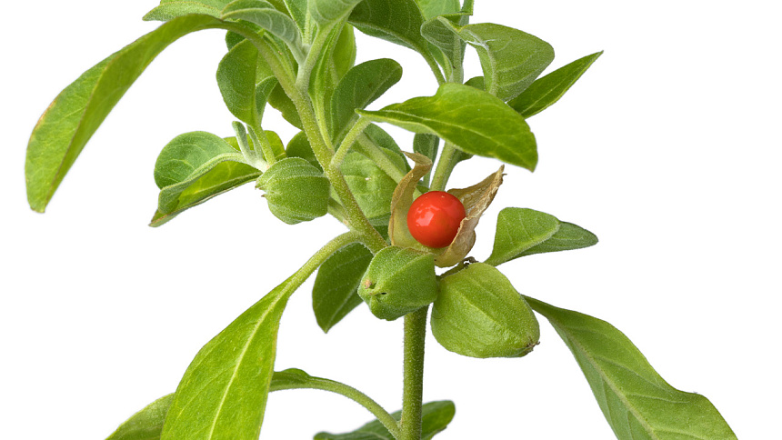 How Ashwagandha grows photo